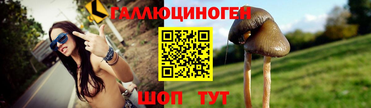 Псилоцибиновые грибы Psilocybe Гуково